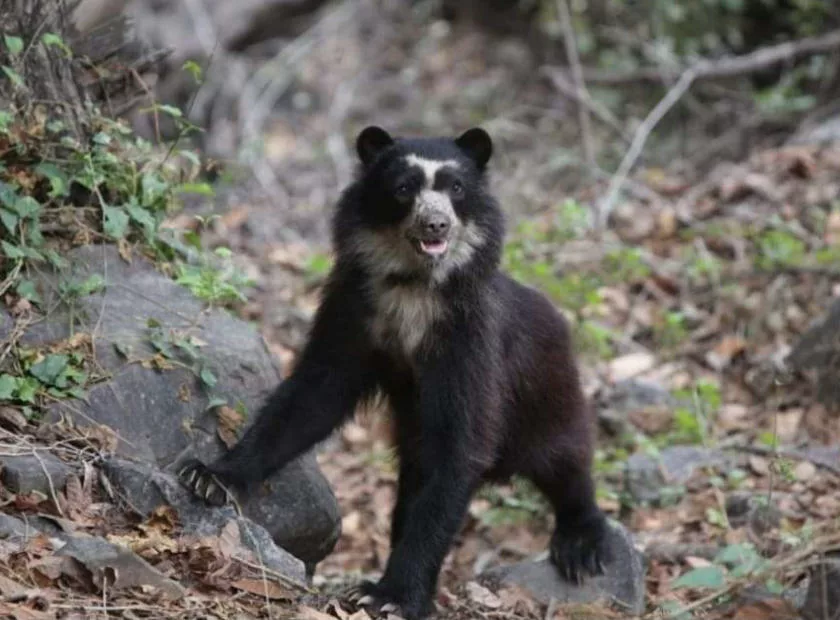De nombreux animaux vivent le long de l’inca trail, comme ce jeune ours à lunettes